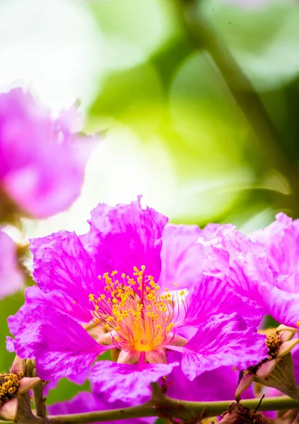 Close Violet Lagerstroemia Floribunda Flor Jardim Casa Verão — Fotografia de Stock