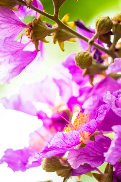 Nahaufnahme Veilchen Lagerstroemia Floribunda Blume Heimischen Garten Sommer — Stockfoto