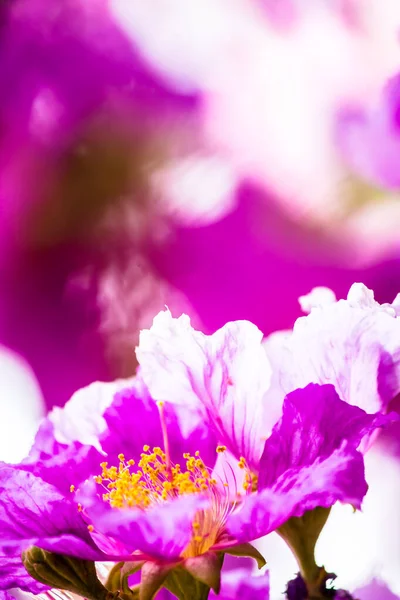 夏季在自家花园关闭紫罗兰花粉病花束 — 图库照片