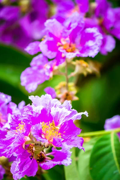 Violet Lagerstroemia Floribunda çiçeğini yaz mevsiminde kapat..