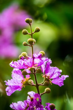 Violet Lagerstroemia Floribunda çiçeğini yaz mevsiminde kapat..