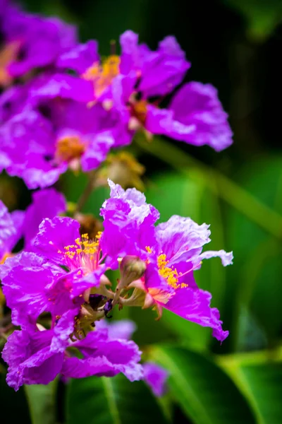 Cerca Violeta Lagerstroemia Floribunda Flor Jardín Casero Verano — Foto de Stock