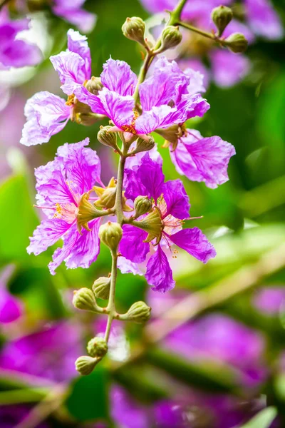 Cerca Violeta Lagerstroemia Floribunda Flor Jardín Casero Verano — Foto de Stock
