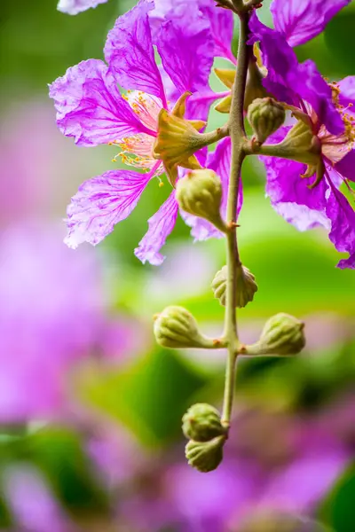 Cerca Violeta Lagerstroemia Floribunda Flor Jardín Casero Verano — Foto de Stock