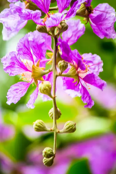 Cerca Violeta Lagerstroemia Floribunda Flor Jardín Casero Verano — Foto de Stock