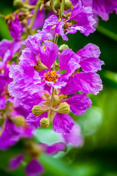 Cerca Violeta Lagerstroemia Floribunda Flor Jardín Casero Verano — Foto de Stock