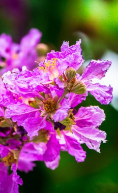 Violet Lagerstroemia Floribunda çiçeğini yaz mevsiminde kapat..