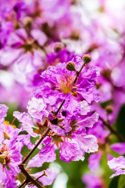 Violet Lagerstroemia Floribunda çiçeğini yaz mevsiminde kapat..
