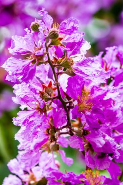 Violet Lagerstroemia Floribunda çiçeğini yaz mevsiminde kapat..