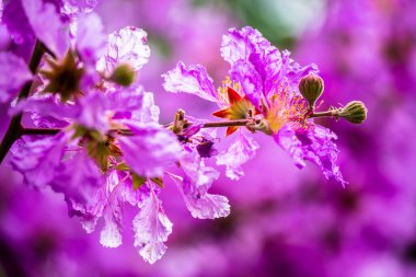Violet Lagerstroemia Floribunda çiçeğini yaz mevsiminde kapat..