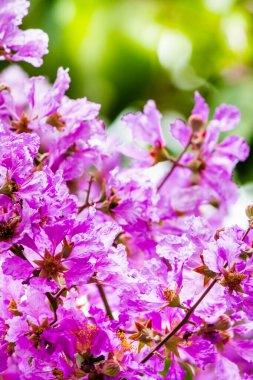 Violet Lagerstroemia Floribunda çiçeğini yaz mevsiminde kapat..