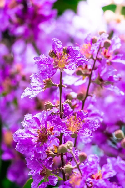 Violet Lagerstroemia Floribunda Çiçeğini Yaz Mevsiminde Kapat — Stok fotoğraf