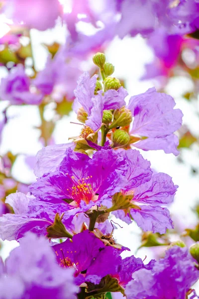 Close Violet Lagerstroemia Floribunda Flower Home Garden Summer — Stock Photo, Image