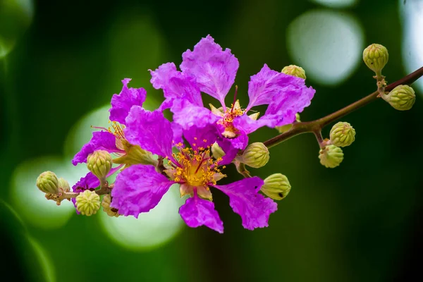 Cerca Violeta Lagerstroemia Floribunda Flor Jardín Casero Verano — Foto de Stock