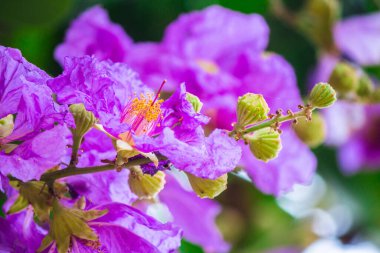 Violet Lagerstroemia Floribunda çiçeğini yaz mevsiminde kapat..