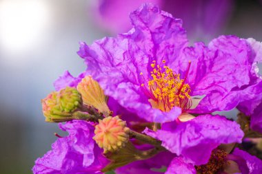 Violet Lagerstroemia Floribunda çiçeğini yaz mevsiminde kapat..