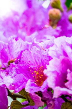 Violet Lagerstroemia Floribunda çiçeğini yaz mevsiminde kapat..