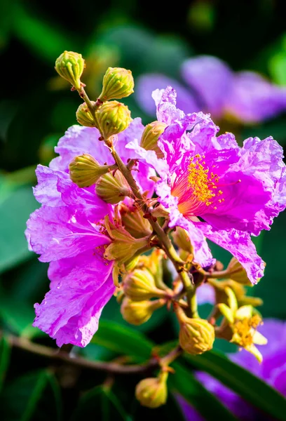 Cerca Violeta Lagerstroemia Floribunda Flor Jardín Casero Verano — Foto de Stock