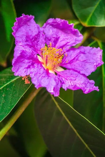 Cerca Violeta Lagerstroemia Floribunda Flor Jardín Casero Verano — Foto de Stock