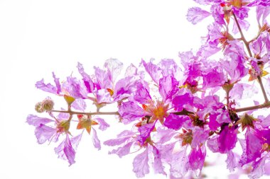 Violet Lagerstroemia Floribunda çiçeğini kapatır mısın?.
