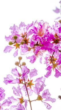 Violet Lagerstroemia Floribunda çiçeğini kapatır mısın?.