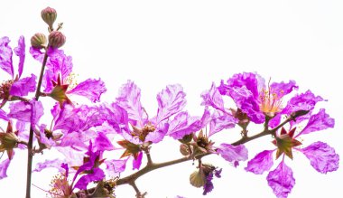 Violet Lagerstroemia Floribunda çiçeğini kapatır mısın?.