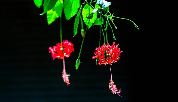 Bahçedeki Kırmızı Amber Çiçeği Siyah Izole Arkaplanda — Stok fotoğraf