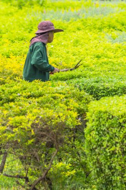 Bahçıvan süs bitkileri.