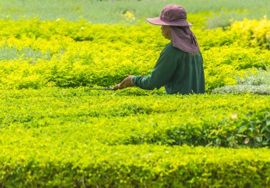 Bahçıvan süs bitkileri.