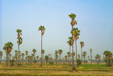 şeker palm alanları.