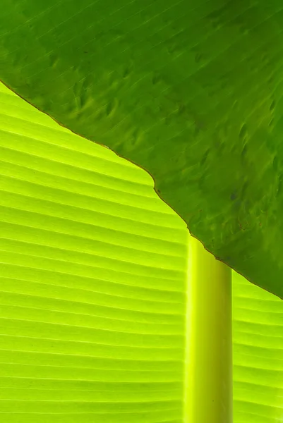 Dagg på banana leaf mjukt fokus. — Stockfoto