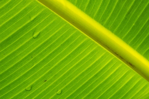 Orvalho em folha de banana textura foco macio — Fotografia de Stock