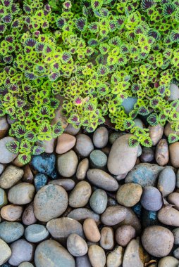 Alev ısırgan (coleus) yaprakları ve arka plan çakıl taşı