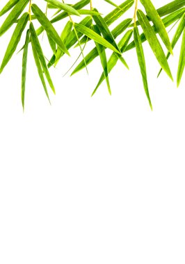 bambu yaprakları izole .