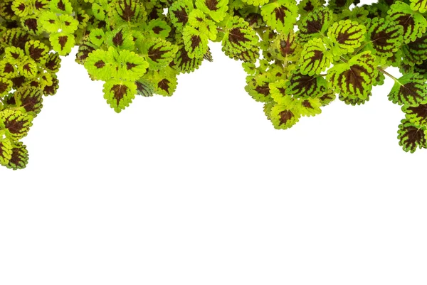 Ortica (coleus) isolata su fondo bianco — Foto Stock