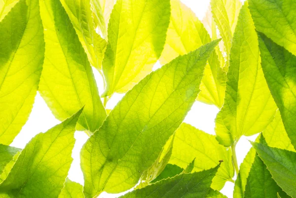 分離された緑の葉の背景 — ストック写真