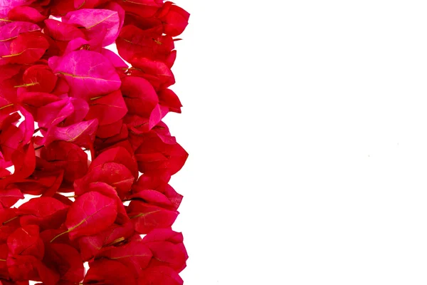 Pink bougainvillea petals isolated. Royalty Free Stock Photos