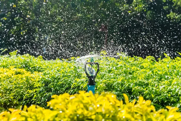 Sprinkler in garden. — Stock Photo, Image