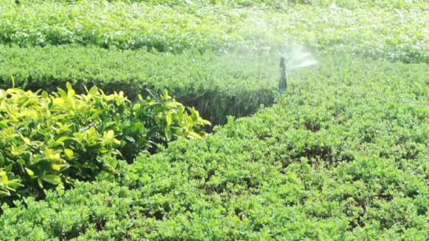 Spruzzatore testa irrigazione in giardino, full HD . — Video Stock