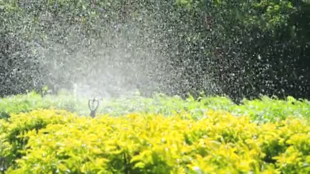 Aspersor de riego en la cabeza en el jardín, full HD . — Vídeo de stock