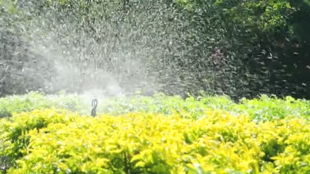 Sprinklerkopfbewässerung im Garten. — Stockvideo