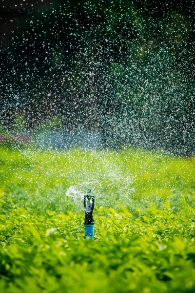 Detail eines funktionierenden Rasensprengerkopfes. — Stockfoto