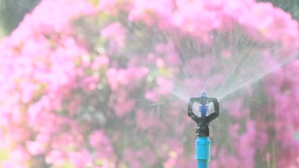 Hd vdo 庭に散水するスプリンクラー ヘッド. — ストック動画