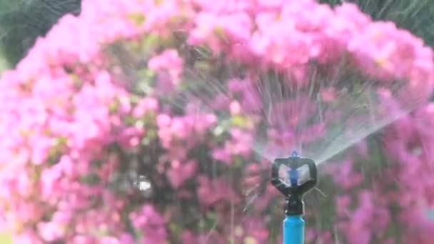 Spruzzatore testa irrigazione in giardino, HD vdo . — Video Stock