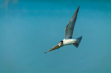 uçan martı.