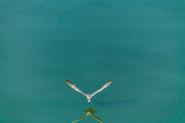 Gaviota voladora . — Foto de Stock