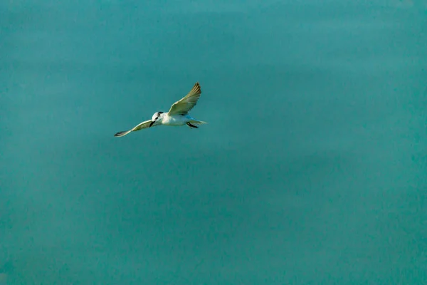 Flygande mås. — Stockfoto