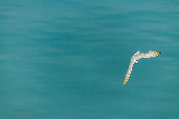 Flying seagull. — Stock Photo, Image