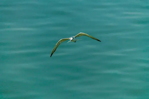 Gaviota voladora . — Foto de Stock