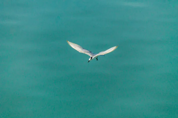 Gaivota voadora . — Fotografia de Stock